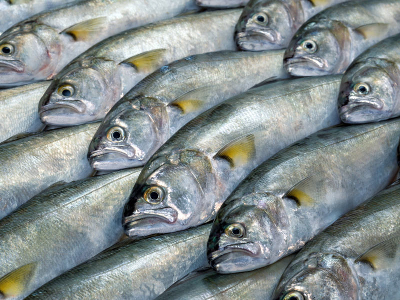 Incredibile ricetta per il pesce pescato a mano nel rio del…